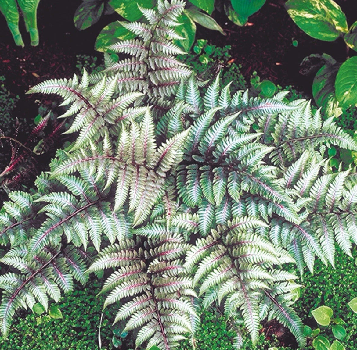 1x Athyrium Niponicum Metallicum Plant  Fern  Perennial - 9cm potted