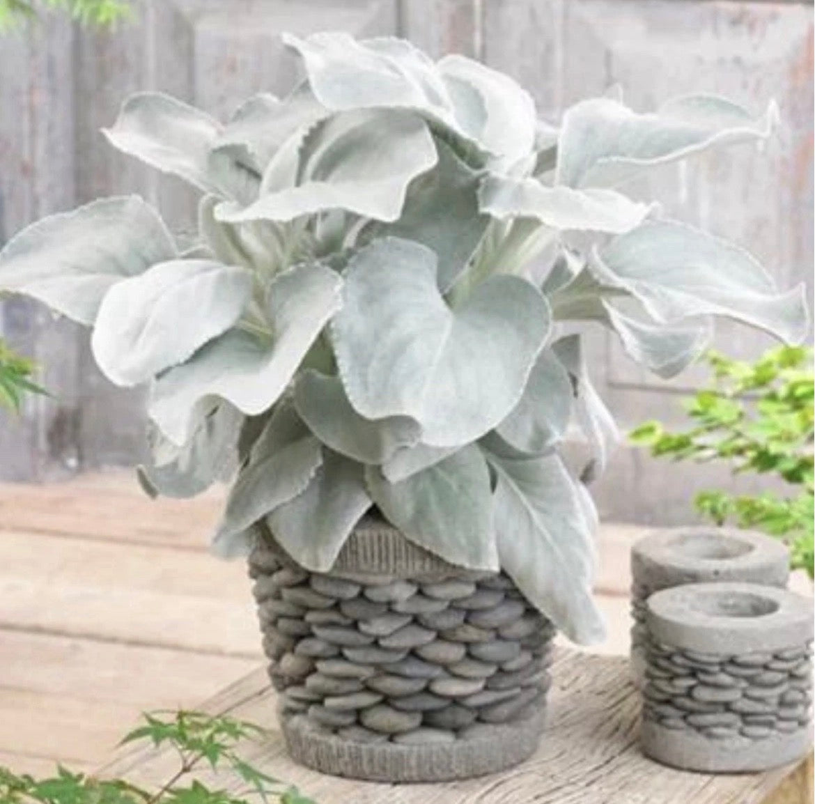 2 Pack Senecio Angel Wings Plants 9cm Pots | Hardy Silver Leaf Evergreen Perennials