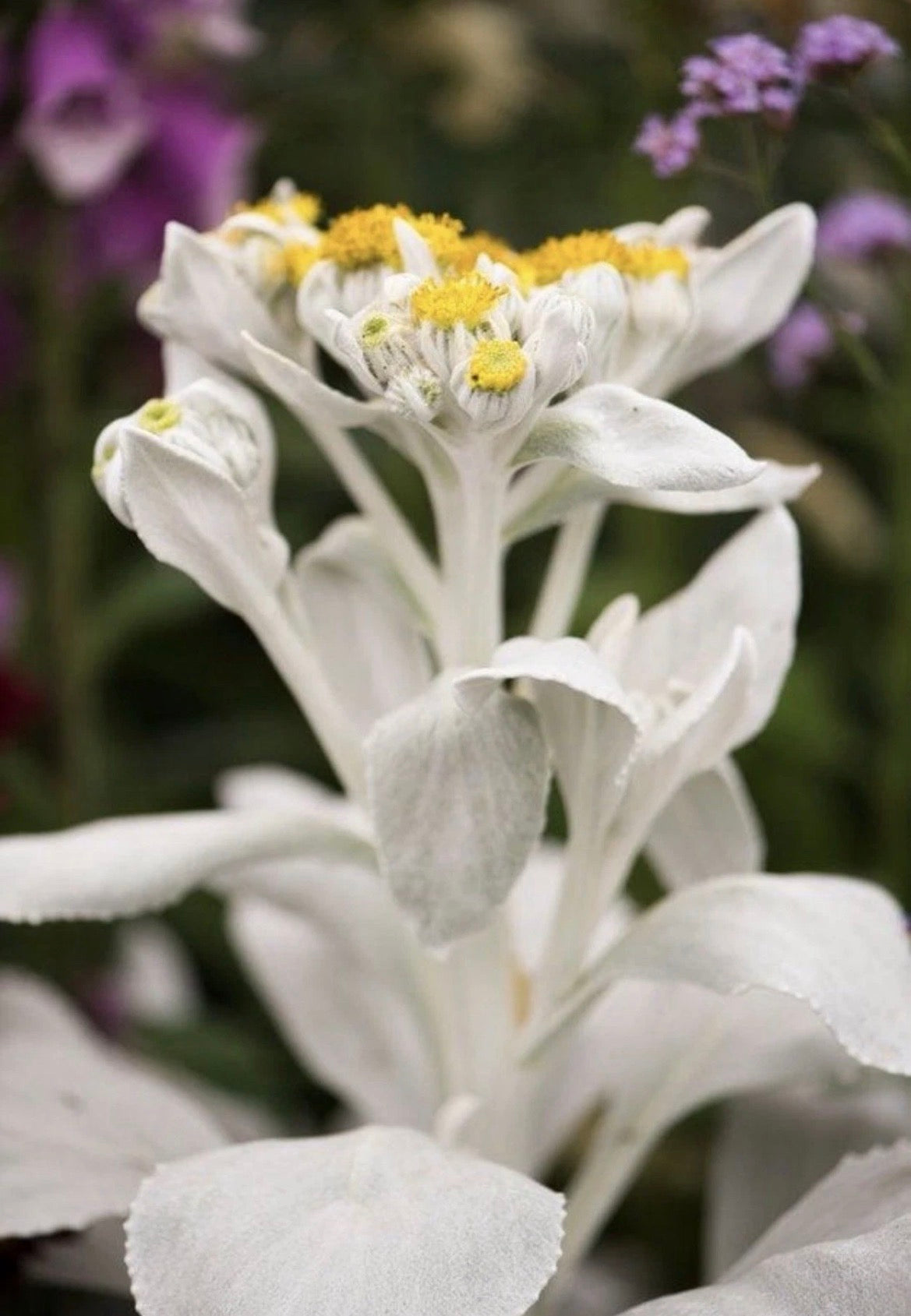 2 Pack Senecio Angel Wings Plants 9cm Pots | Hardy Silver Leaf Evergreen Perennials