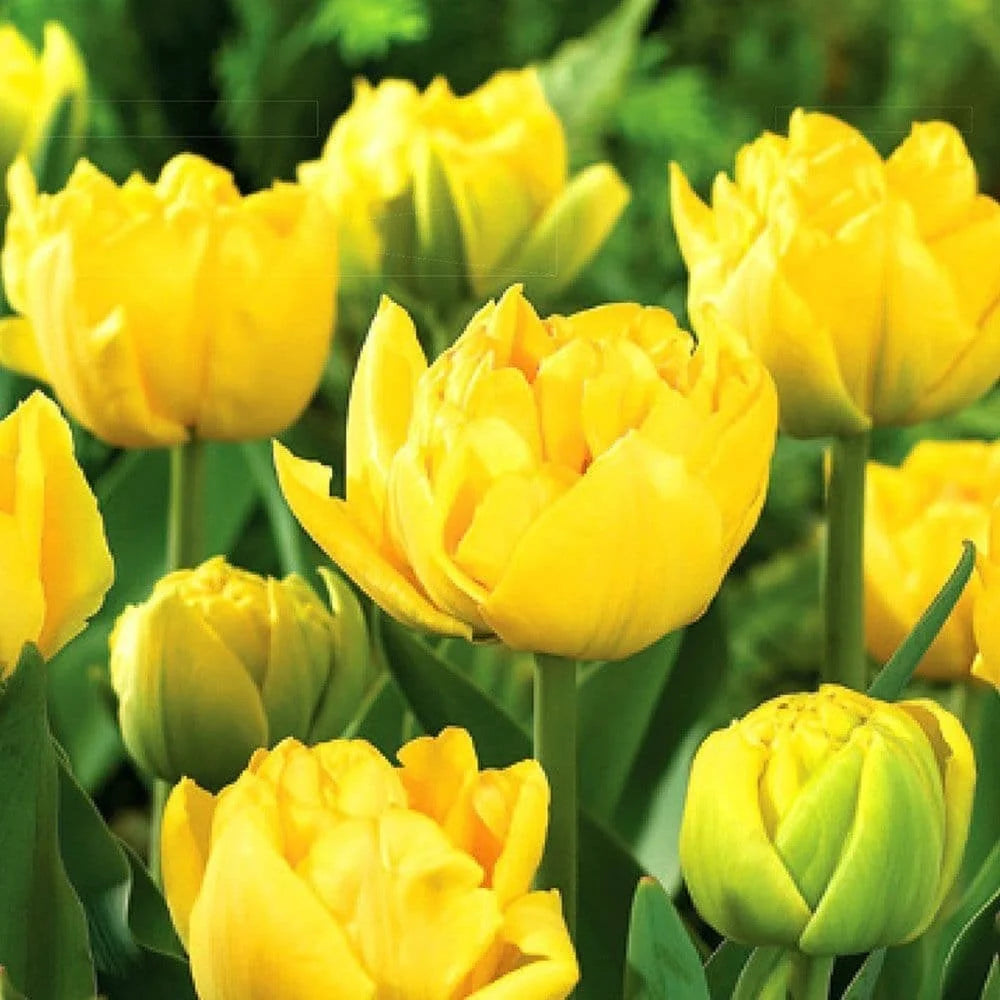 10 x Yellow Baby Double Tulip Bulbs – Bright Yellow Flowers