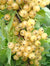 Whitecurrant Ribes White Versailles | Deciduous Fruit Plant | 2L Pot