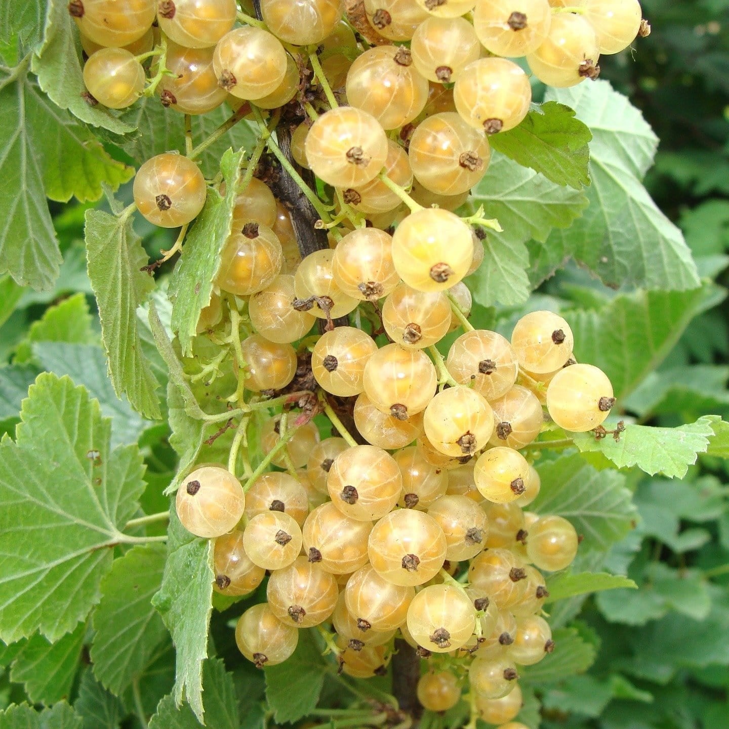 Whitecurrant Ribes White Versailles | Deciduous Fruit Plant | 2L Pot