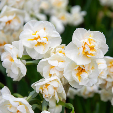 15 x Bridal Crown Narcissus Bulbs – Fragrant Double White Flowers