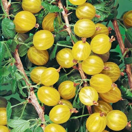 Hinnonmaki Yellow Gooseberry – Hardy, Heavy-Cropping Fruit Bush in 3L Pot