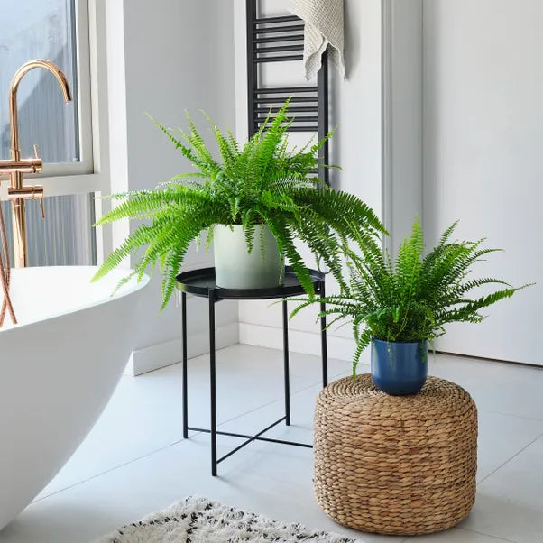 Boston Fern 9cm Pot (Nephrolepis Exaltata)