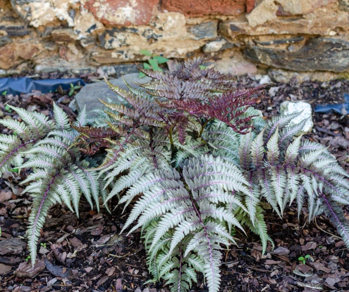 1x Athyrium Niponicum Metallicum Plant  Fern  Perennial - 9cm potted