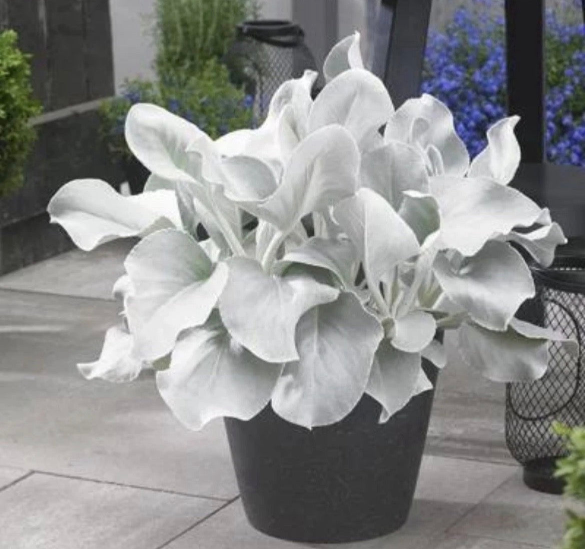 2 Pack Senecio Angel Wings Plants 9cm Pots | Hardy Silver Leaf Evergreen Perennials