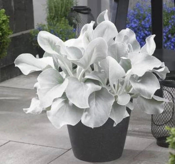 2 Pack Senecio Angel Wings Plants 9cm Pots | Hardy Silver Leaf Evergreen Perennials