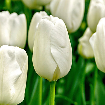 10 x Hakuun Tulip Bulbs – Pure White Tulips