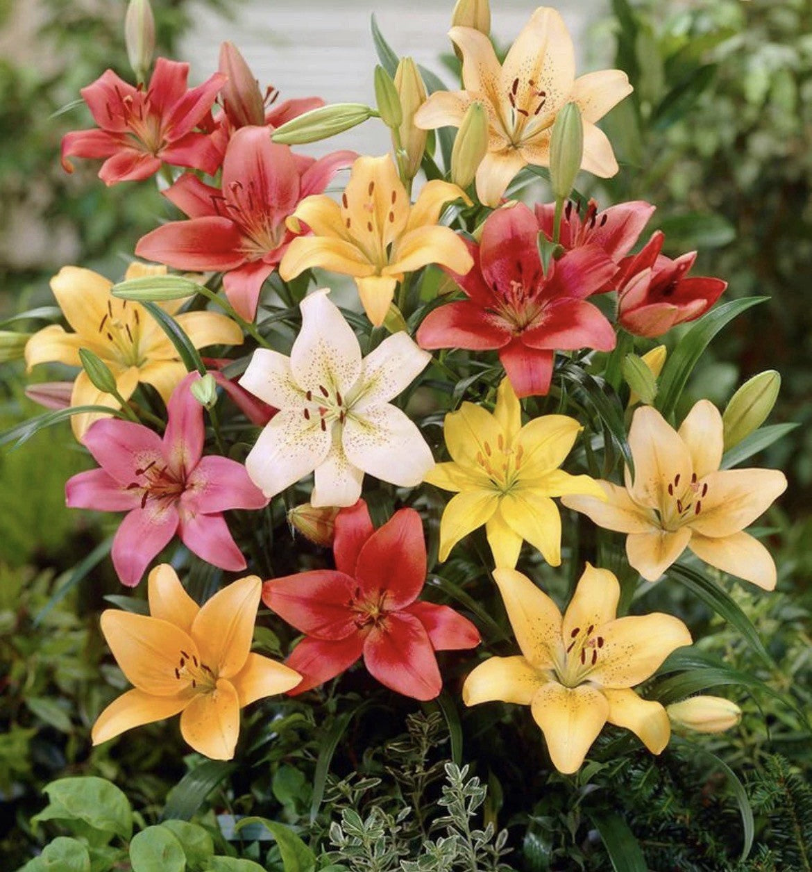 12 x Lilies Asiatic Mixed Bulbs - Ideal for Pots and Borders Hardy Perennial