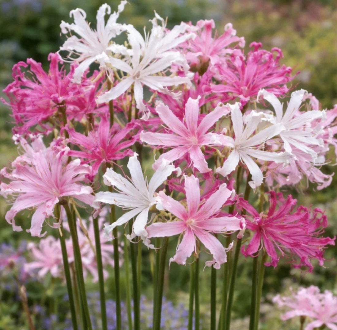 4 x Nerine Pink and White Bulbs - Perfect for Autumn Borders