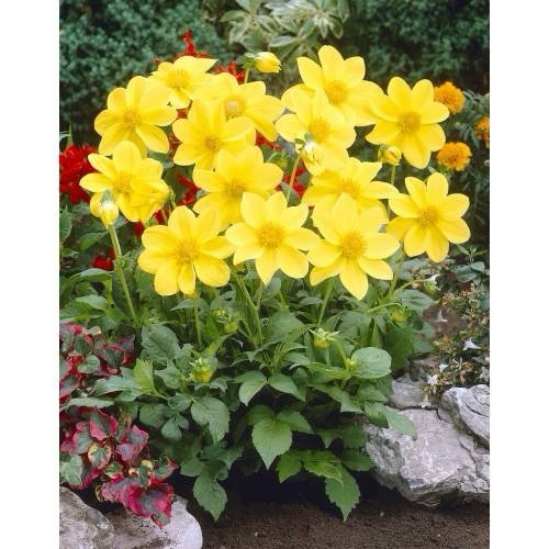 4 x Dahlia Mignon Yellow Bulbs - Perfect for pots and borders adored by bees