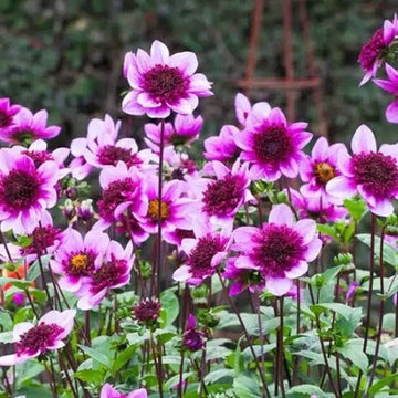 4 x Dahlia  Blue Bayou Bulbs - A Beautiful Powder Puff Garden Perennial