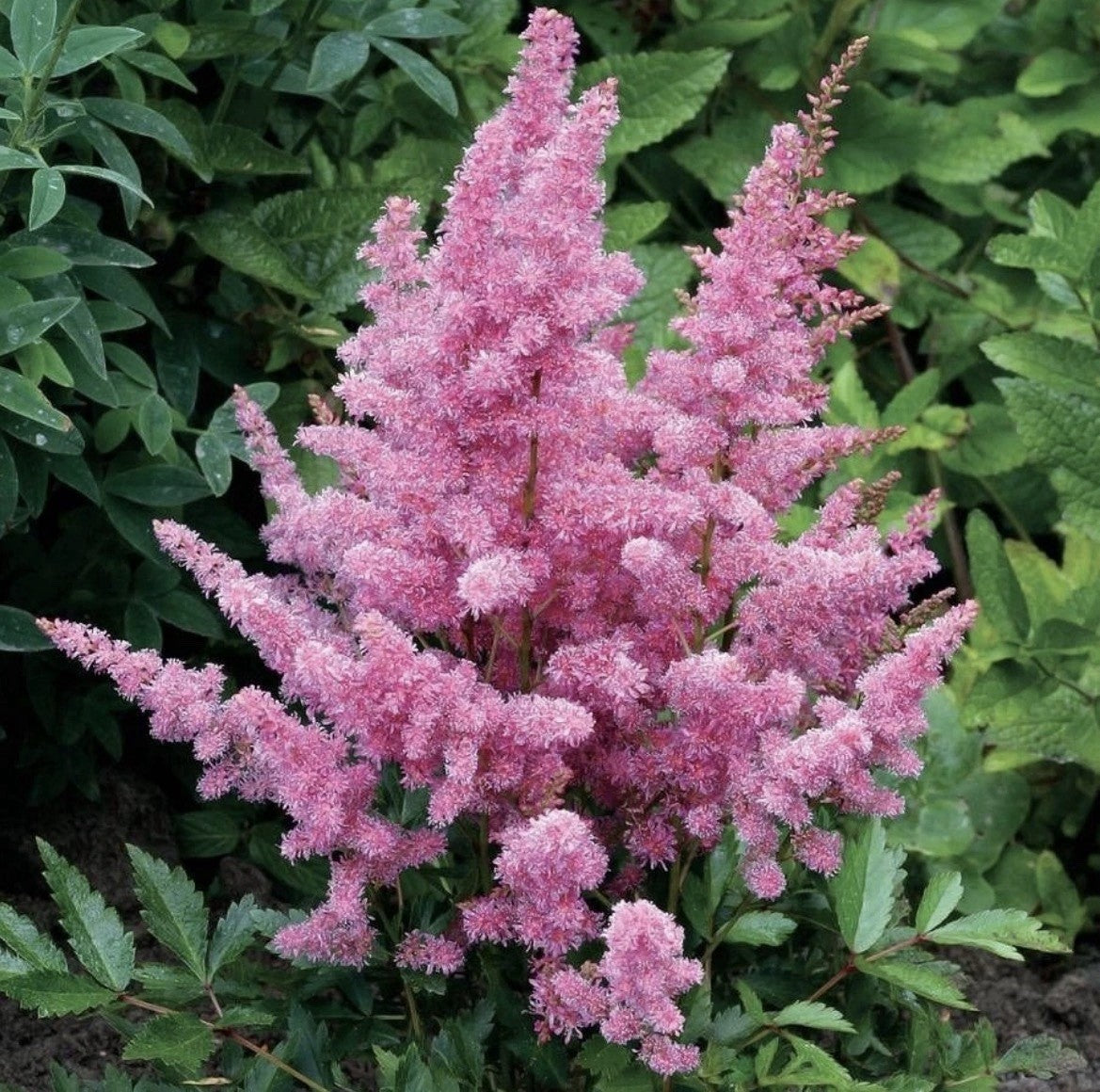 4 x Astilbe Younique Lilac Bulbs - Elegant Plumes Perfect for Shaded Areas