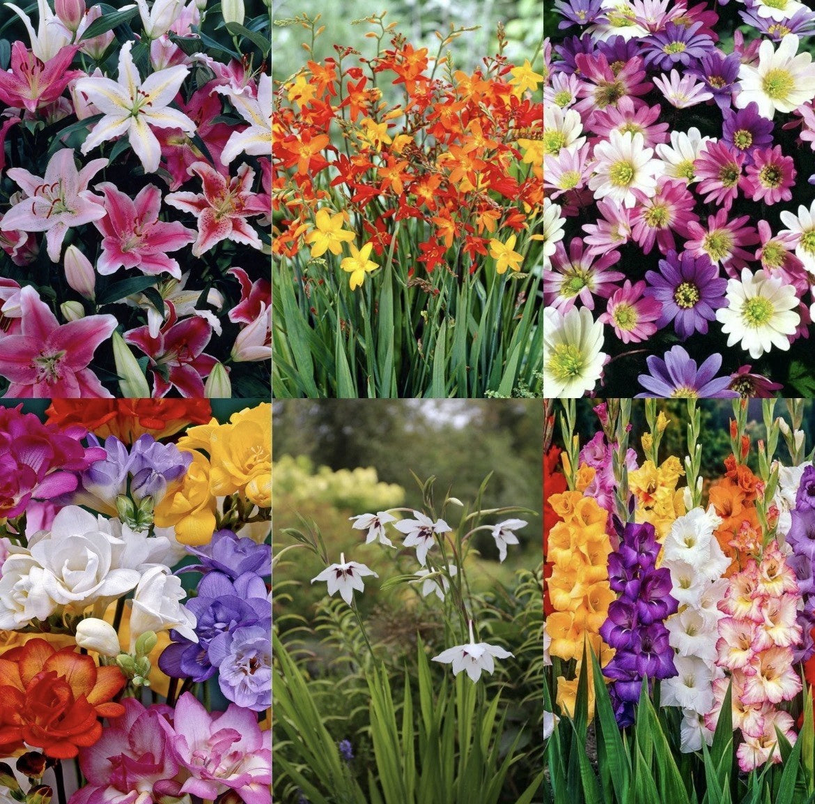 120 Mixed Summer Flowering Bulbs & Corms Lucky Dip Value Pack for Beds & Borders