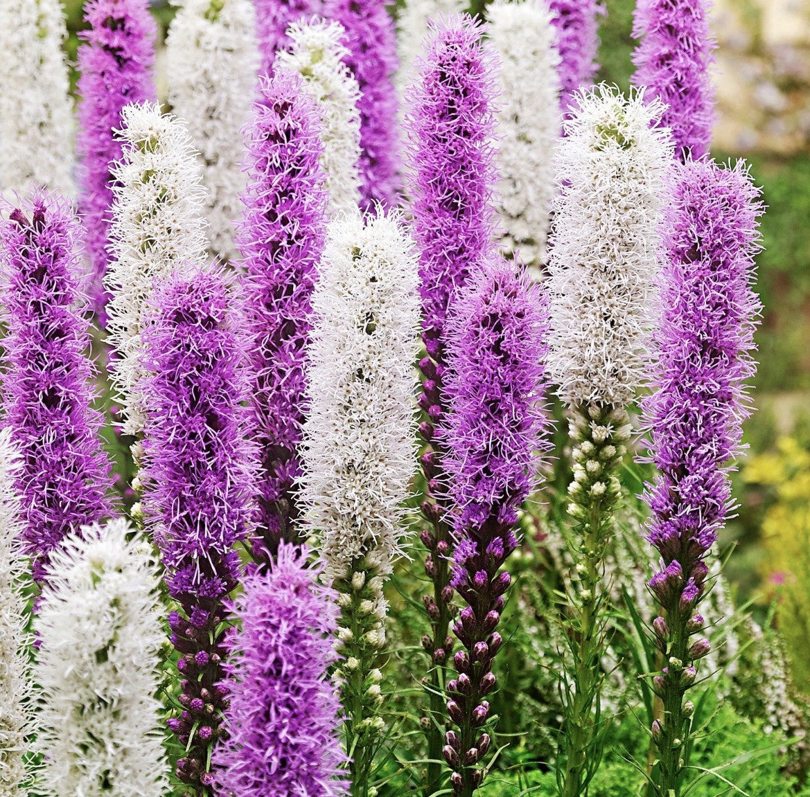 40 x Liatris Purple and White bulbs -  Gayfeather Perennial Late-Summer Colour
