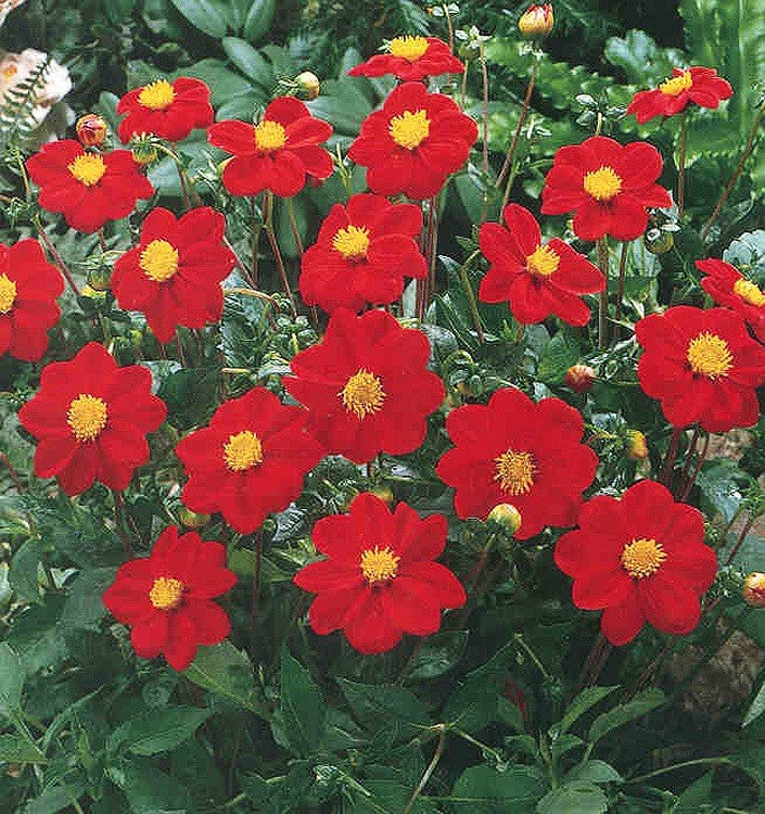 4 x Dahlia Mignon Red Bulbs - Perfect for pots and borders adored by bees
