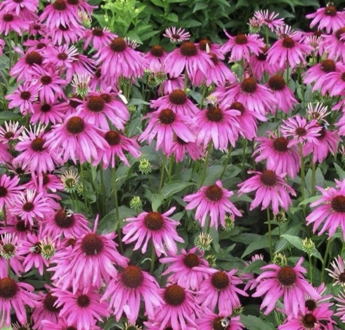 8 x Echinacea Purpurea  Bulbs - Pink Coneflower Loved by Pollinators