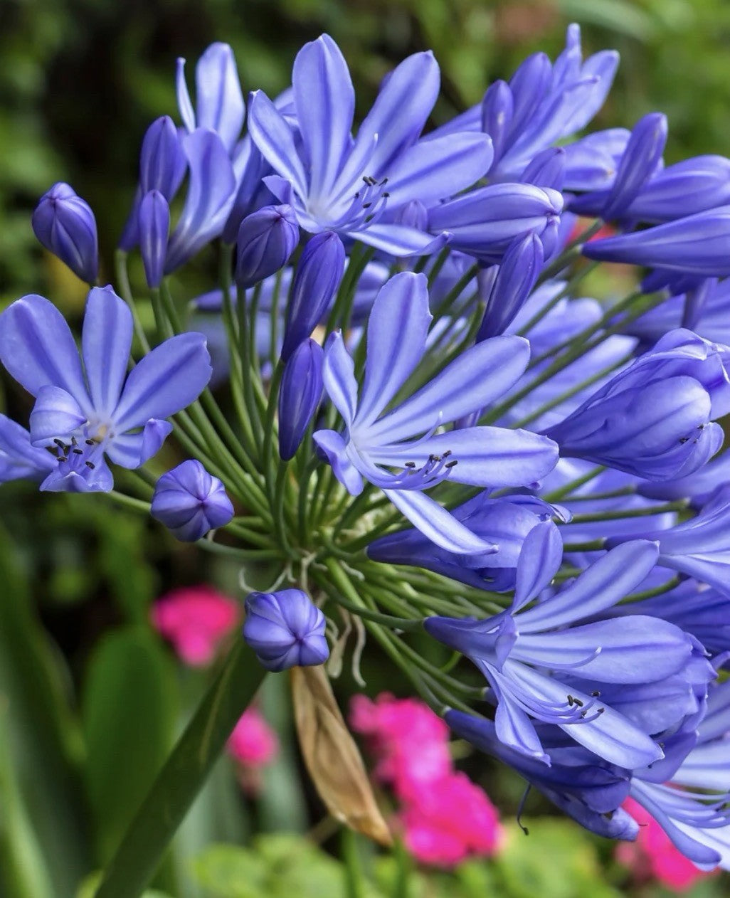 4 x Agapanthus Africanus Bulbs - Attracts Bees and other pollinators