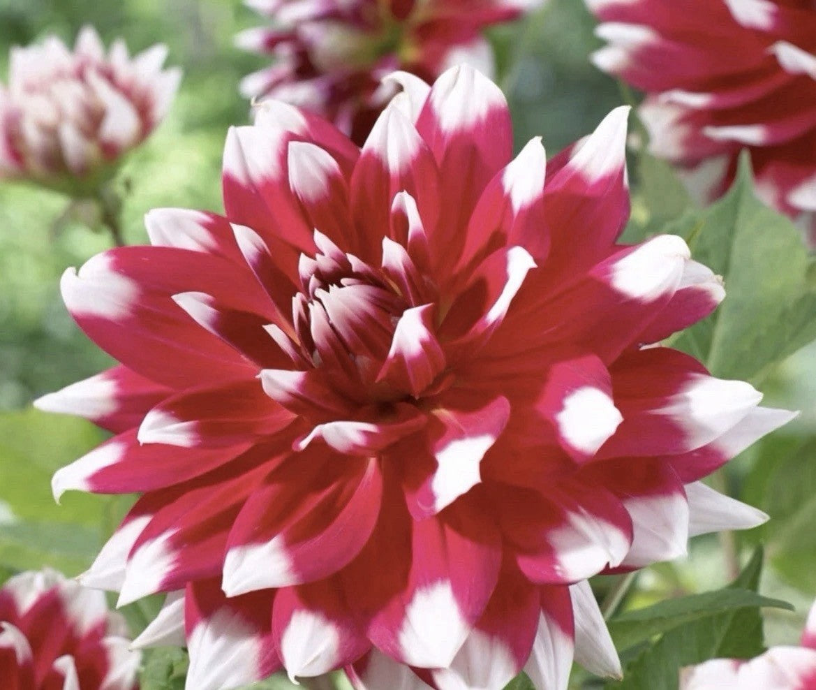 4 x Dahlia Red Empire Bulbs– Stunning Red& White Flowers - Summer Flowering