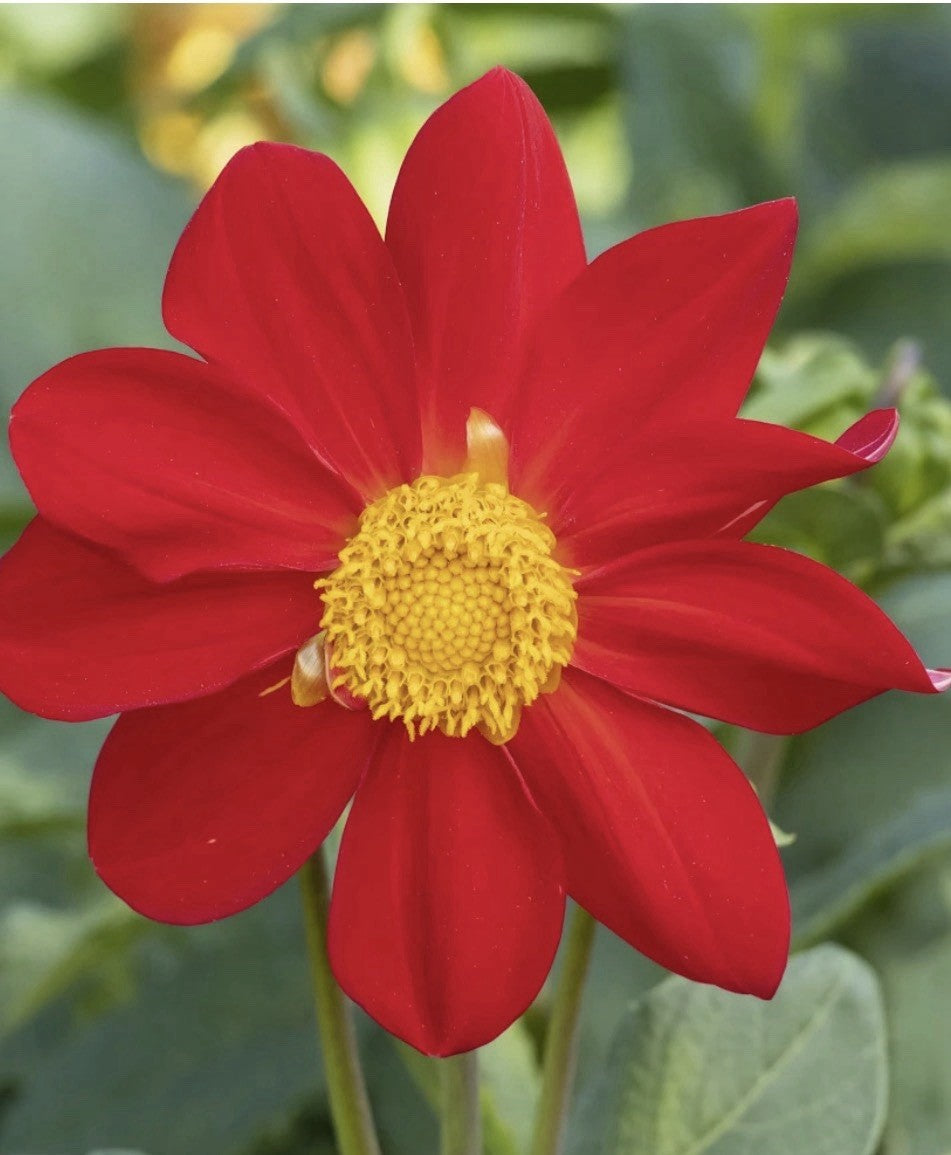 4 x Dahlia Mignon Red Bulbs - Perfect for pots and borders adored by bees
