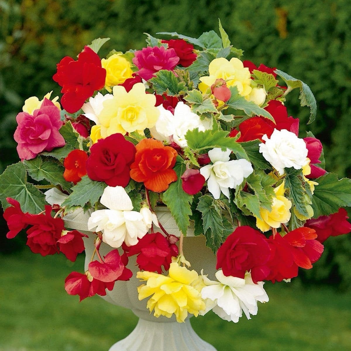 8 x Begonia Pendula Red and Yellow Mixed Bulbs - Great in hangings baskets