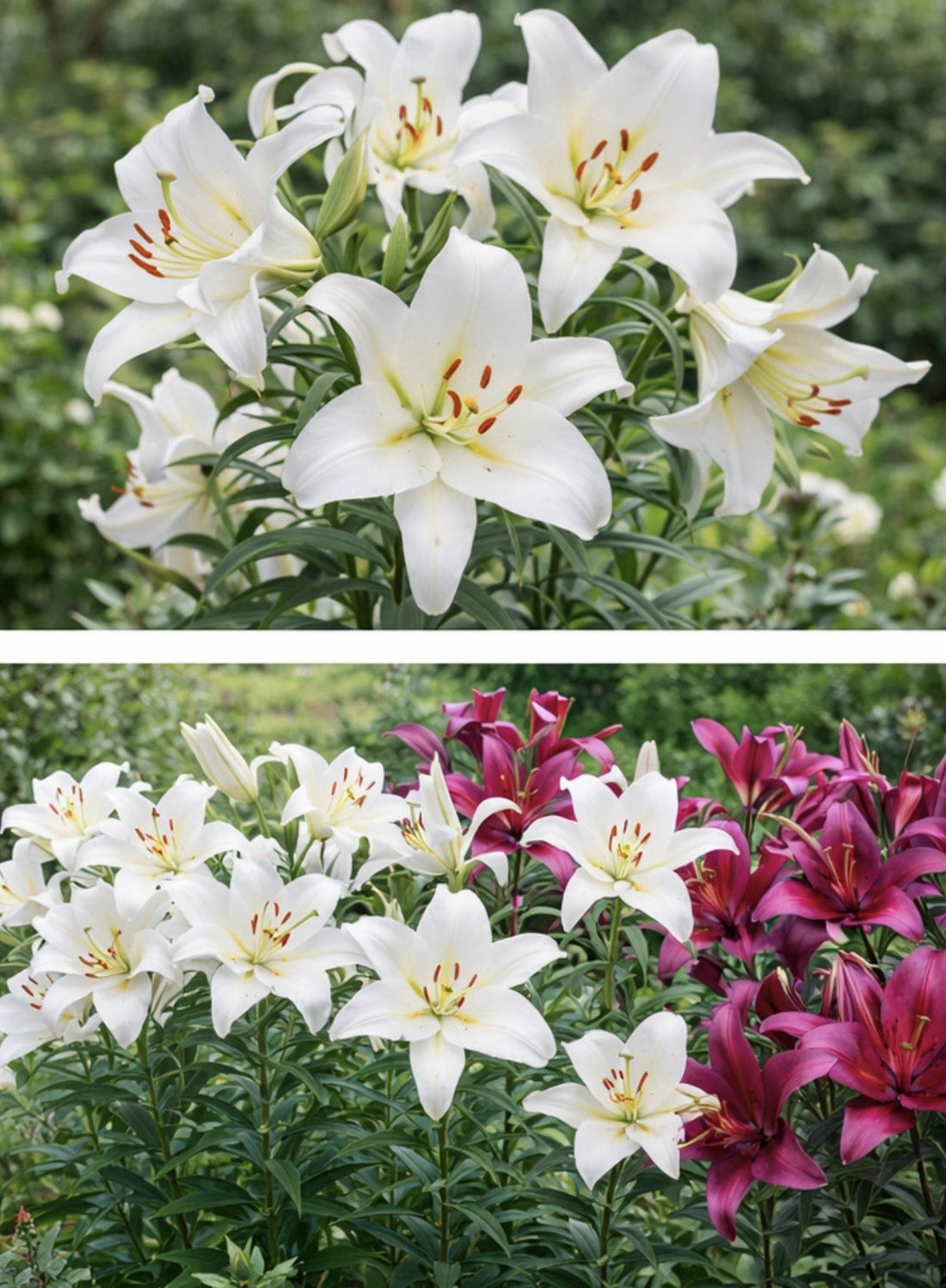 4 x Lily Purple Prince & 4 x Pretty Woman White Lily - Like a Tree Giant Lilies