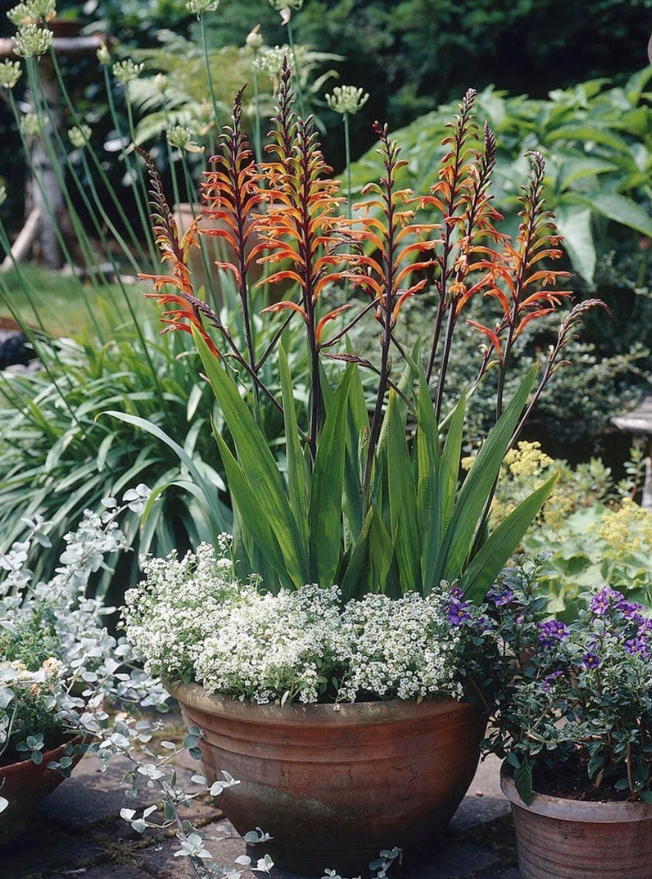 4 x Chasmanthe Floribunda African Flag Bulbs - Cobra Lily Stunning Perennial