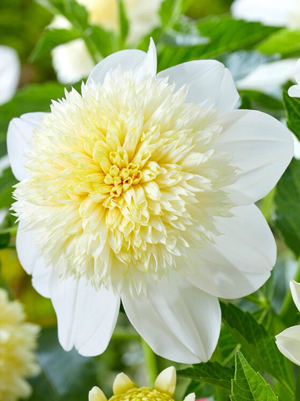 4 x Dahlia Anenome Platinum Blonde Bulbs - Superb in Borders or Bouquets