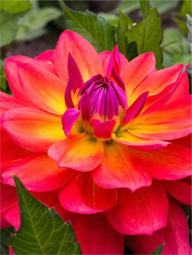 4 x Dahlia Firepot Bulbs - Excellent Cut Flower Striking Perennial Garden Plant