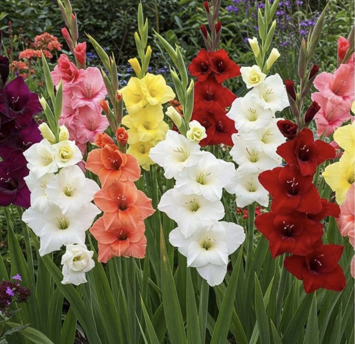 32 x Gladioli Mixed Bulbs - Fantastic Cut Flowers Summer Perennial