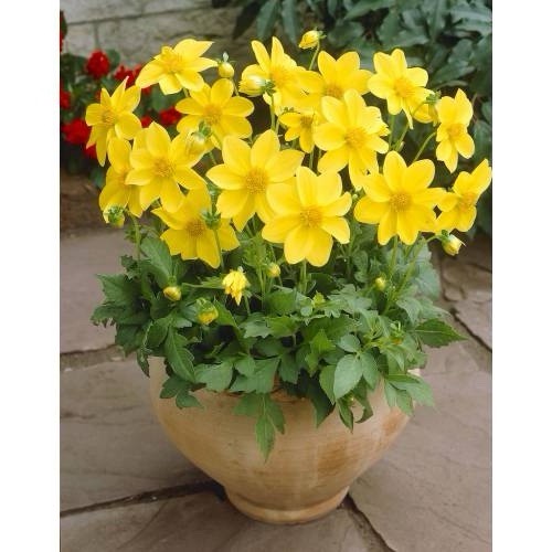 4 x Dahlia Mignon Yellow Bulbs - Perfect for pots and borders adored by bees