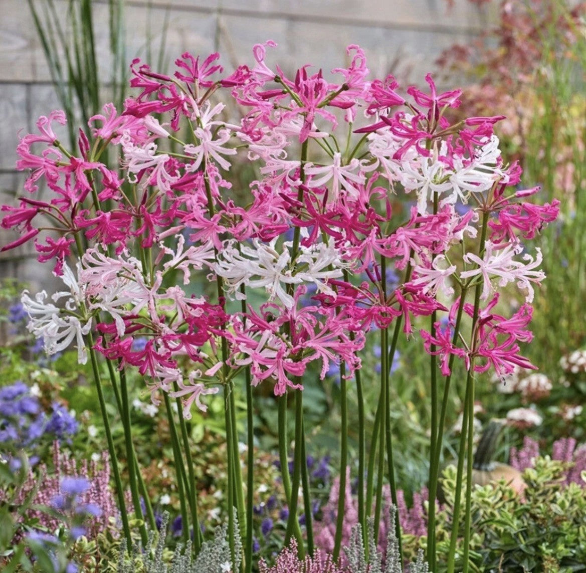 4 x Nerine Pink and White Bulbs - Perfect for Autumn Borders