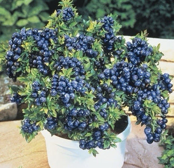 2 x 1L Blueberry Plant “Top Hat' - Vaccinium Bushes in 1L Pot - High Yielding