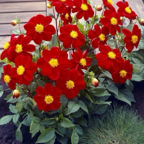 4 x Dahlia Mignon Red Bulbs - Perfect for pots and borders adored by bees