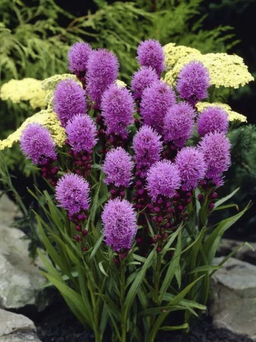 4 x Liatris Kobold Bulbs – Gayfeather Purple Flower Spikes – Bee Friendly