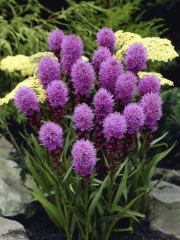 4 x Liatris Kobold Bulbs – Gayfeather Purple Flower Spikes – Bee Friendly