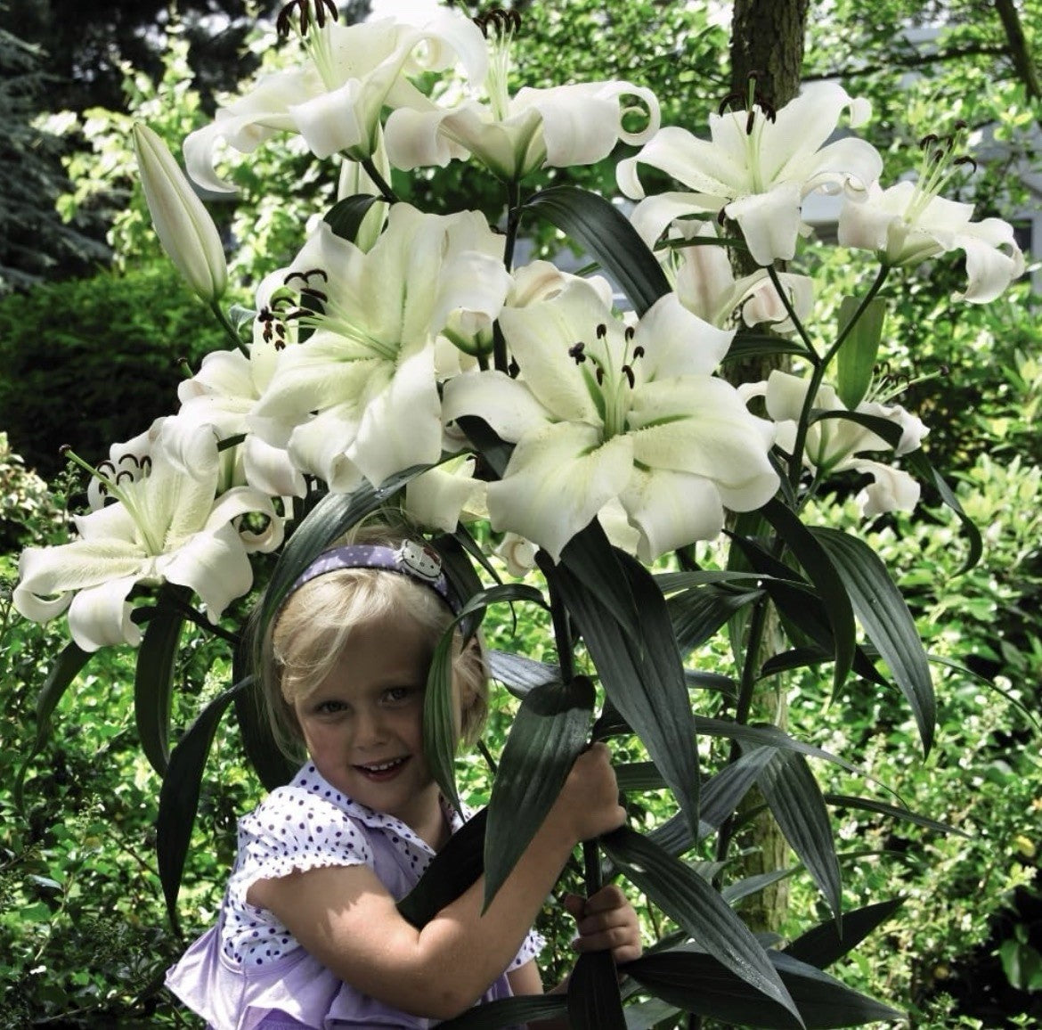 4 x Lily Pretty Woman Bulbs - Giant Tree Lily Style-Large Fragrant White Flowers