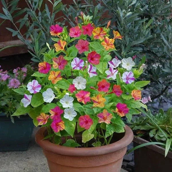 4 x Mirabilis Jalapa Mixed Bulbs - Marvel of Peru Colourful and Fragrant Blooms