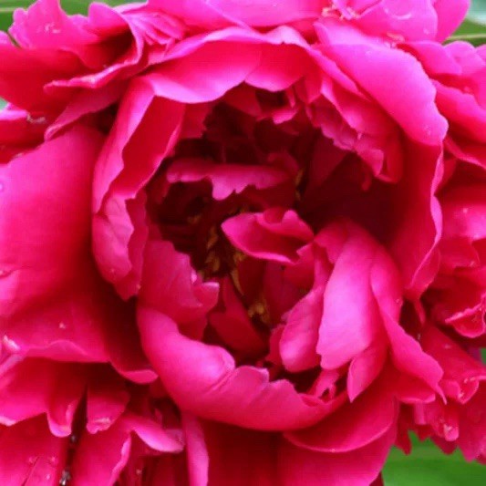 8 x White & Red Peony Bulbs – Fragrant Hardy Perennial – Bee Friendly