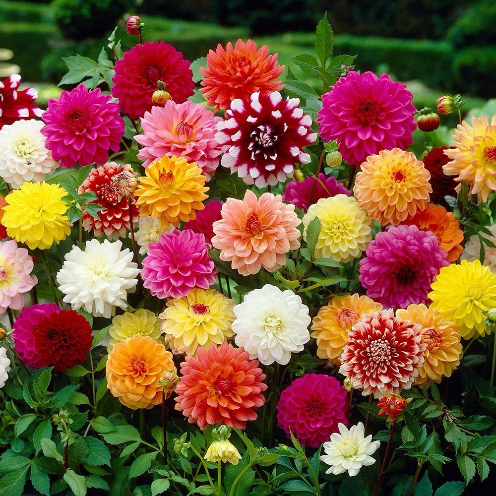 8 x MIXED  DECORATIVE DAHLIA TUBERS/BULBS SUMMER FLOWER