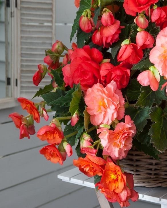 4 x Begonia Odorosa Sweet Pink Bulbs - Fragrant Summer Flowering - Garden&Patio