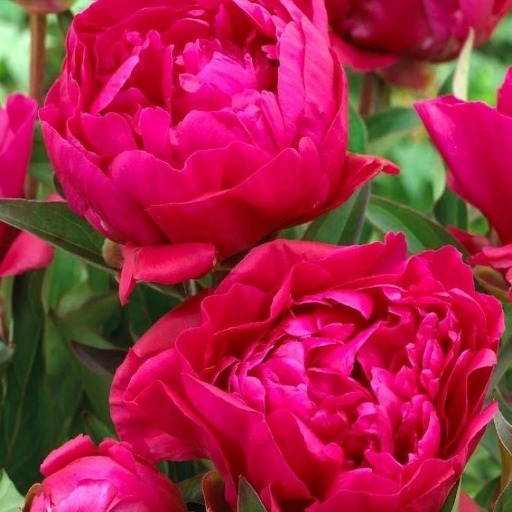 8 x White & Red Peony Bulbs – Fragrant Hardy Perennial – Bee Friendly