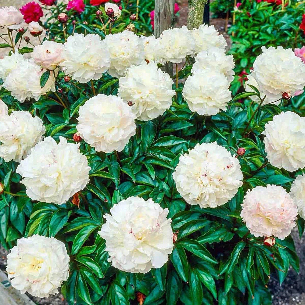 8 x White & Red Peony Bulbs – Fragrant Hardy Perennial – Bee Friendly