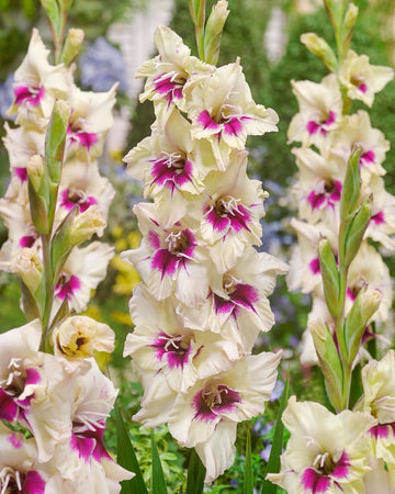 4 x Gladioli Amber Mystique Bulbs - Excellent Cut Flower Beautiful Perennial