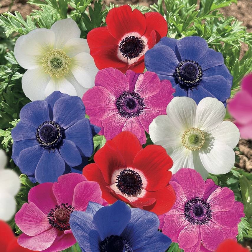 40 x  Anemone De Caen Mixed Bulbs - A colourful display for your garden