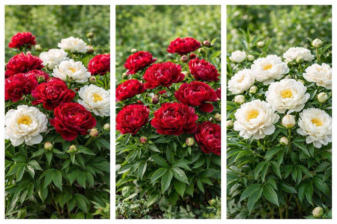 8 x White & Red Peony Bulbs – Fragrant Hardy Perennial – Bee Friendly