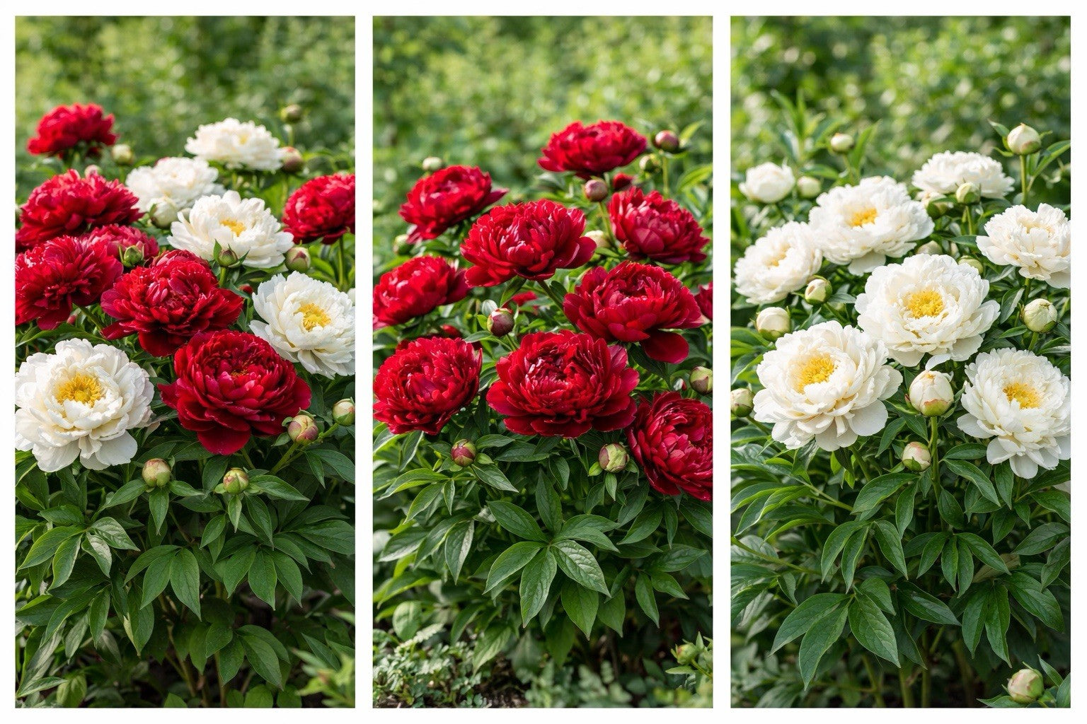 8 x White & Red Peony Bulbs – Fragrant Hardy Perennial – Bee Friendly