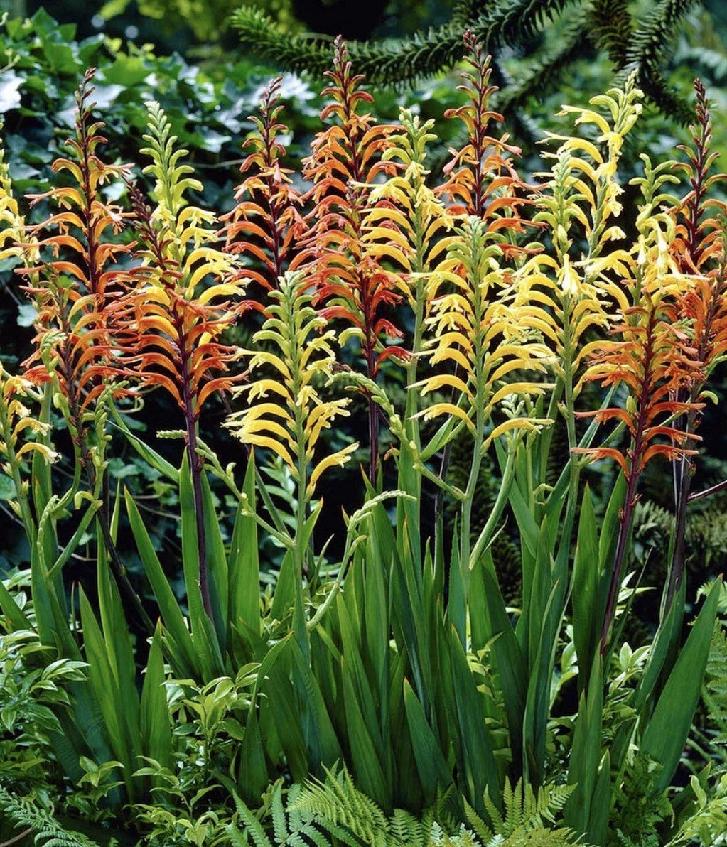 4 x Chasmanthe Floribunda African Flag Bulbs - Cobra Lily Stunning Perennial