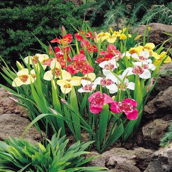 24 x Tigridia Mexican Shell Flower Bulbs - Summer Exotic Flowers